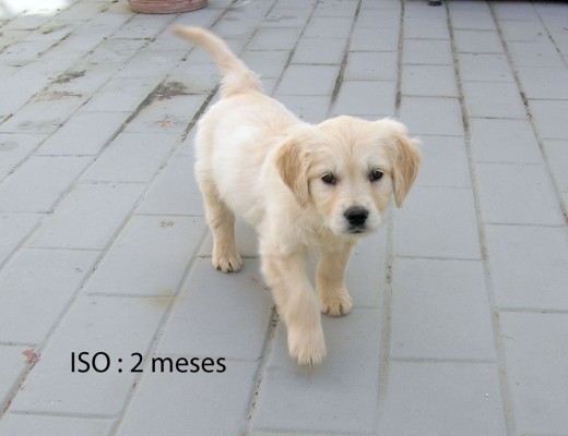 Es la primera foto que le hice a mi perro ISO, el primer día que llegó a casa. Está tomada en el patio de mi casa. Enseguida se adoptó a casa, y desde el primer día me avisa para que le abra la puerta del patio cuando tiene ganas de hacer pis o caca. Al principio me avisaba llorando y cuando es adulto, ladrando. Es un encanto y yo le quiero más que a mi vida.
Espero que os guste ISO, ya os pondre mas fotos. Es la primera foto que le hice a mi perro ISO, el primer día que llegó a casa. Está tomada en el patio de mi casa. Enseguida se adoptó a casa, y desde el primer día me avisa para que le abra la puerta del patio cuando tiene ganas de hacer pis o caca. Al principio me avisaba llorando y cuando es adulto, ladrando. Es un encanto y yo le quiero más que a mi vida.
Espero que os guste ISO, ya os pondre mas fotos.